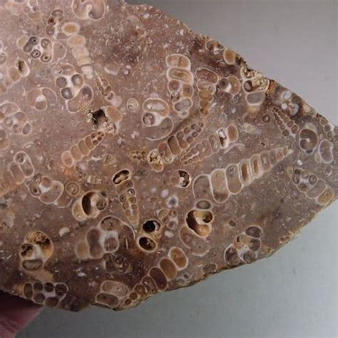 silicified fossiliferous limestone  million years  france