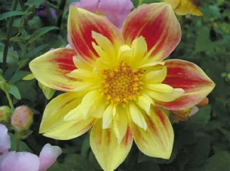 Annual dahlias: growing from seed, when to plant – Healthy Food Near Me