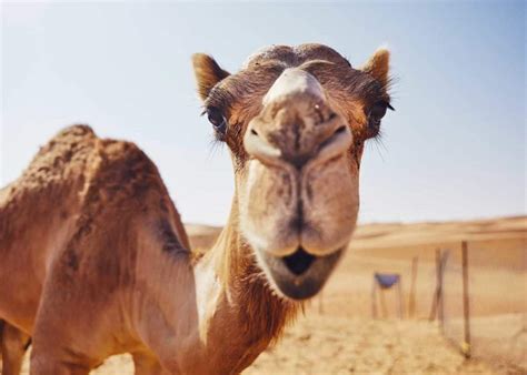 Camels have three eyelids | The Fact Base