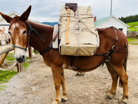 17 Facts About Mule - Facts.net