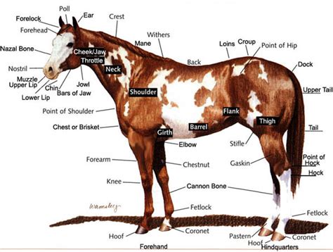 Anatomy - Horses
