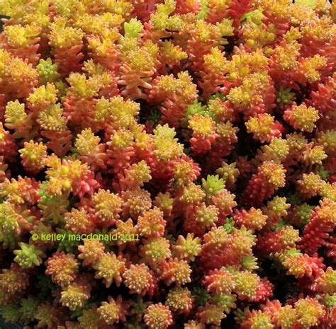 PlantFiles Pictures: Sedum Species, Six-Sided Stonecrop, Tasteless ...