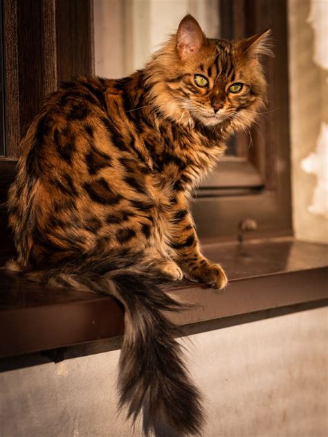 Cezar the Cashmere Bengal Cat: A Mini Lion in Disguise