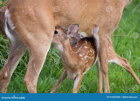 Whitetail Deer Fawn with Spots Nursing Stock Photo - Image of green ...