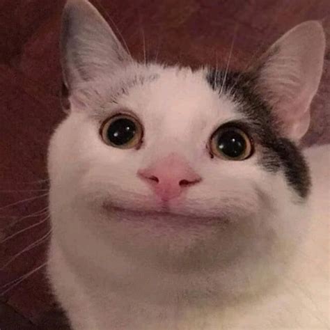мемные коты - Создать мем - Meme-arsenal.com