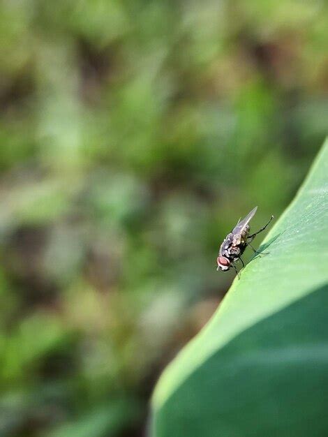 Premium Photo | Macro insect photography