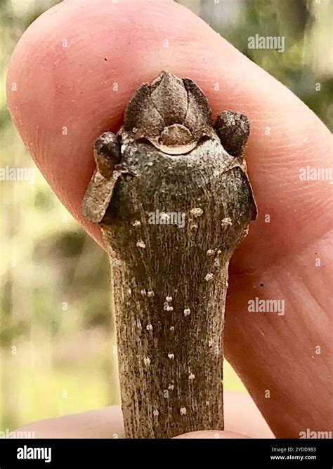 white ash (Fraxinus americana Stock Photo - Alamy