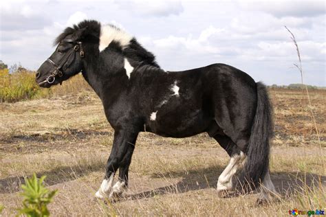 walking horse  image