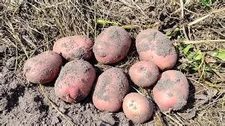 Картофель Ред Соня: отзывы, описание сорта, фото, видео, отзывы ...