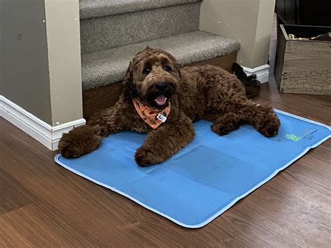 Cocker Spaniel Poodle Mix Full Grown