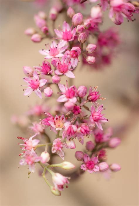Pink Milkweed flowers 1224688 Stock Photo at Vecteezy