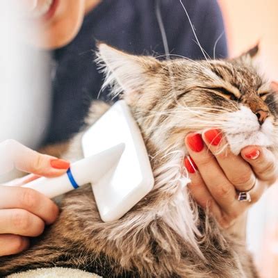 The Siberian : origin, temperament, health and price
