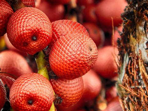 Buriti Fruta Do Cerrado - Conheça 6 das mais populares e amadas frutas do cerrado brasileiro