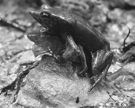 Male Frog Extracts and Fertilises Eggs From Dead Female | National