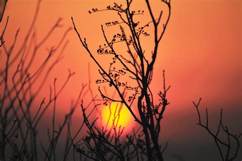 landscape trees sun silhouette wallpaper - Coolwallpapers.me!