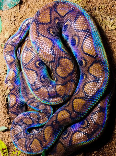 🔥 Brazilian Rainbow Boa - Beautiful constrictor found largely in the Amazon, can make light ...