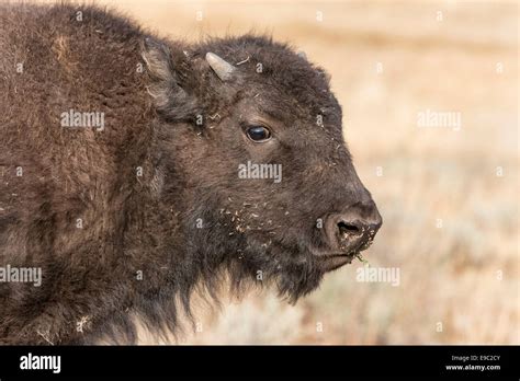american bison calf stock photo alamy