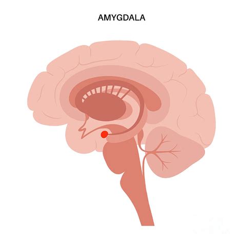 Brain Amygdala Anatomy Photograph by Pikovit / Science Photo Library ...