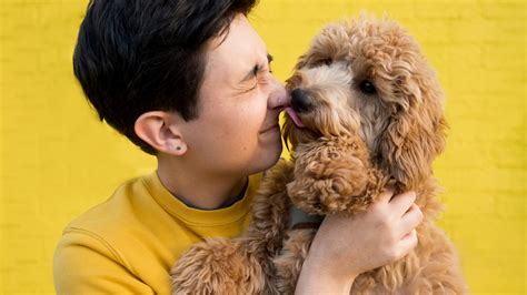 how to fix stinky dog breath