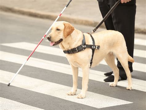 petpedia