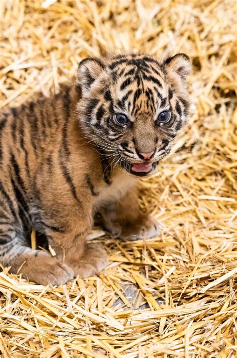 Cuteness overload: Extremely rare Sumatran tiger cubs born at