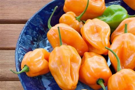 How To Grow Habanero Peppers? 6 Easy Steps To Grow It Up