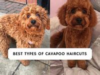 61 Cavopoo ideas in 2025 | dog haircuts, puppy grooming, dog grooming