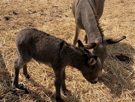 Alla FAM di Ragusa: è nata Fiera, una bellissima asinella razza Asino Sardo