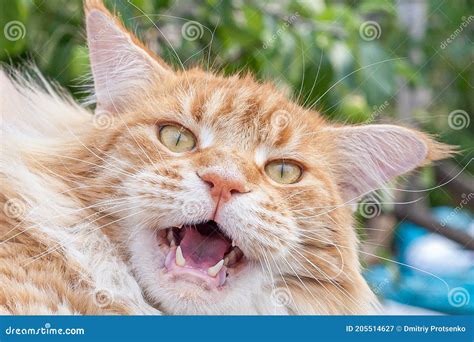 Close-up of the Muzzle of a Red Maine Coon with an Open Mouth. Stock ...