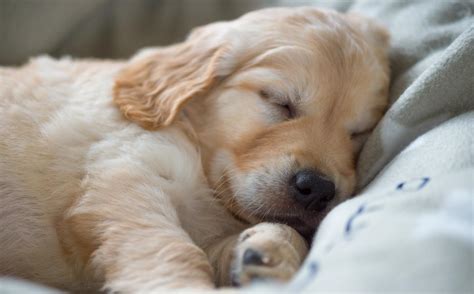 Puppy Checklist | Argos