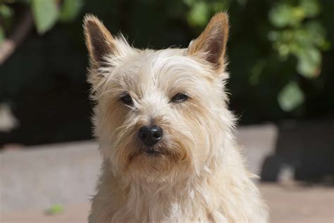 How to Groom a Cairn Terrier | TerrierHub