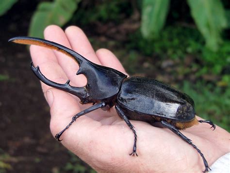 Hercules Beetle | Animal Wildlife