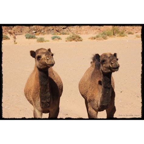 #Goodmorning #Bahrain! Do you know that baby camels are born without