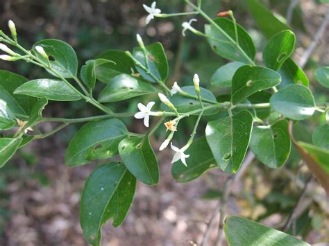 Native jasmine | Central QLD Coast Landcare Network