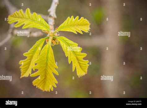 Bur Oak Leaves Closeup Stock Photo - Alamy