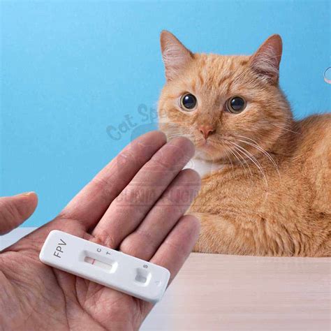 Diagnosa Rapid Test Panleukopenia - The 1st Cat Specialist Hospital