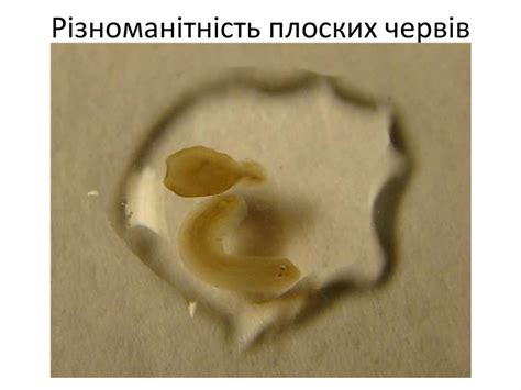 Різноманітність плоских червів - презентация онлайн