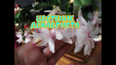 Цветение белого декабриста в ноябре / Комнатные цветы - YouTube