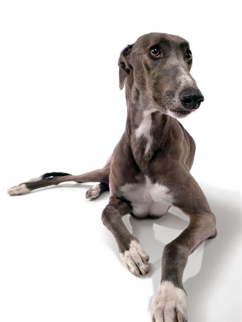 17 Best images about Beautiful Greyhounds. on Pinterest | Beautiful ...