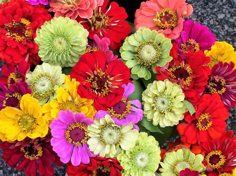 Zinnia Wallpapers - Top Free Zinnia Backgrounds - WallpaperAccess