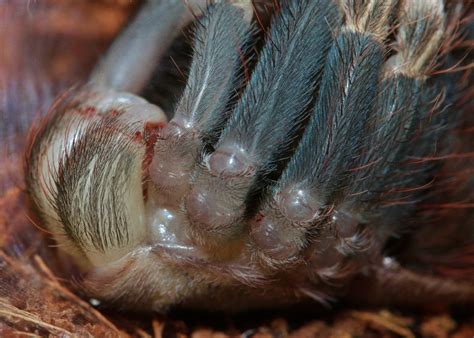 The Molting of Nhandu chromatus, the Brazilian Red and White. – Dave ...