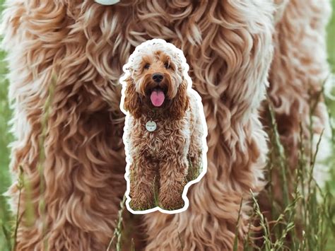 Cockapoo dog breed profile