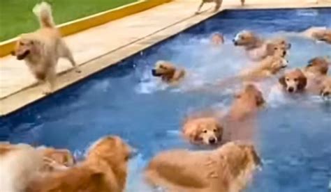 Rebanho de Golden Retriever dá um mergulho - Animais ao redor do mundo