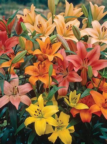 19 of the Best Reblooming Flowers for Months of Color