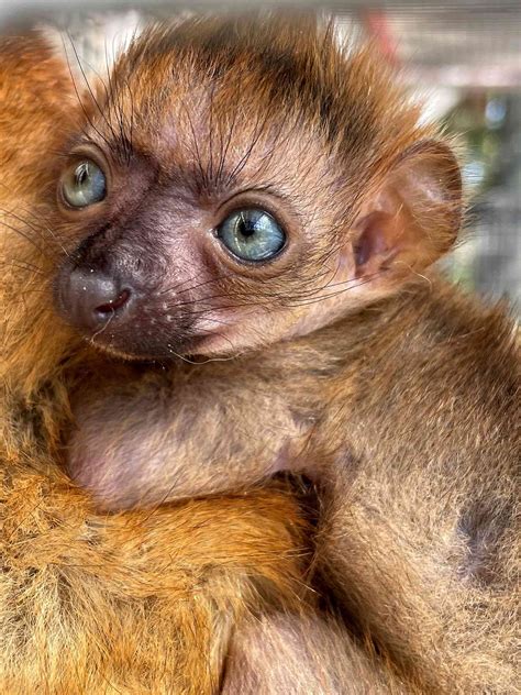 Earth Day 2022: Cutest Endangered Animals Born This Year