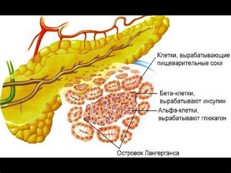 Поджелудочная Железа Человека | Podzheludochnaja Zheleza Cheloveka ...