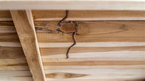 How to Tell the Difference Between Drywood and Subterranean Termite Damages