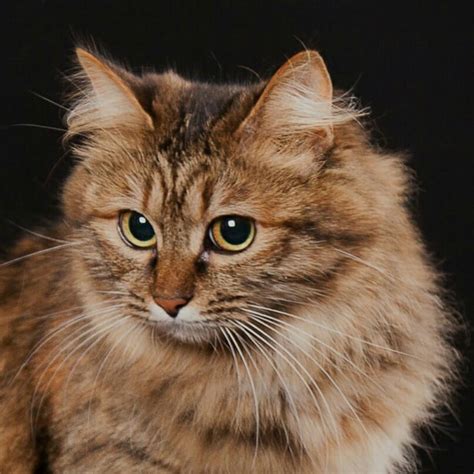 Кошка курильский бобтейл характеристика породы фото