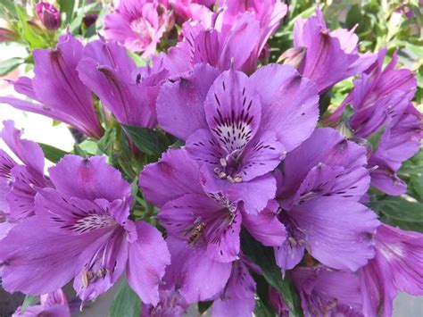 ALSTROEMERIA INTICANCHA INDIGO | Garden inspiration, Alstroemeria ...