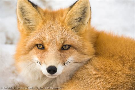 Red fox photos and natural history information.